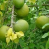 Buy Bel Patra - Aegle Marmelos , Bilva Patra - Plant Online at Nursery Nisarga