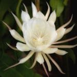 Buy Brahma Kamal, Epiphyllum Oxypetalum, Saussurea Obvallata (White)Online at Nursery Nisarga