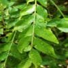 Buy Kadi Patta Plant, Curry Leaves, Meetha Neem - Nursery Nisarga