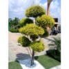 Buy Golden Bottle Brush Tapori Plant