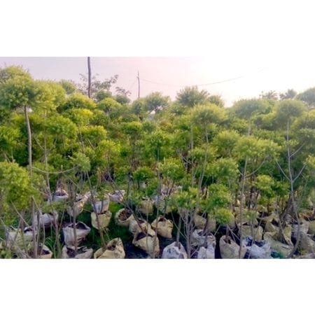 Buy Golden Bottle Brush - Topiary Plant | Nursery Nisarga