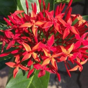 Ixora flower plant