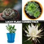 Buy Pack of four plants (Brahma kamal, Vishnu kamal, Laxhmi kamal, Krashula)