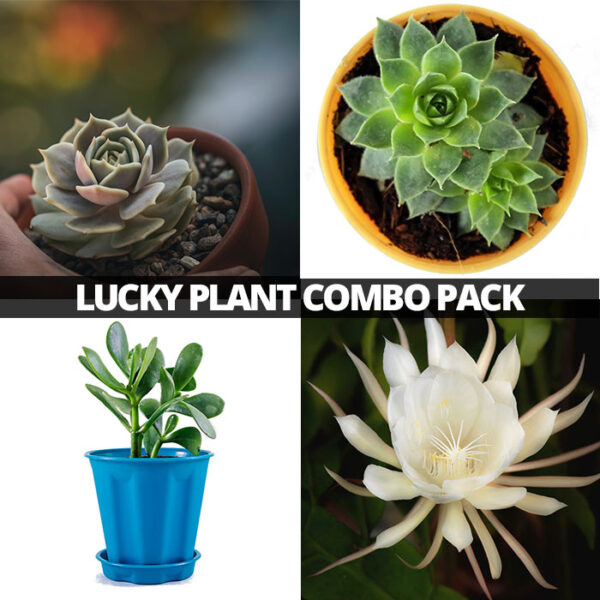 Buy Pack of four plants (Brahma kamal, Vishnu kamal, Laxhmi kamal, Krashula)