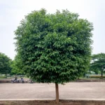 Buy Morchali Plant from Nursery Nisarga