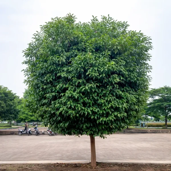 Buy Morchali Plant from Nursery Nisarga