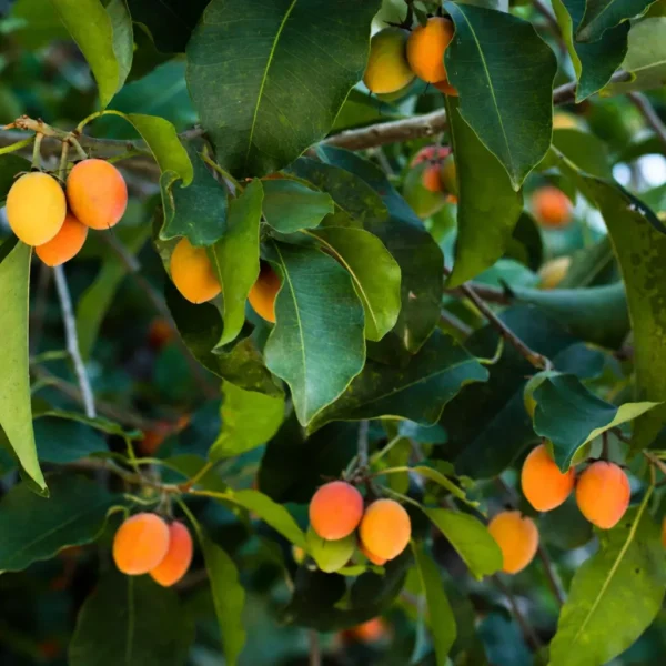 Buy Morchali Plant from Nursery Nisarga