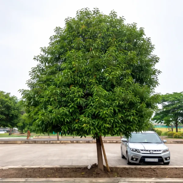 Buy Morchali Plant from Nursery Nisarga
