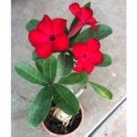 Buy Red Adenium At Nursery Nisarga