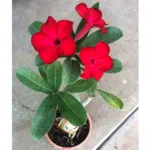 Buy Red Adenium At Nursery Nisarga