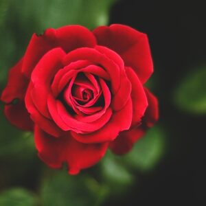 Buy Red Rose - Rosa Indica plant online at Nursery Nisarga