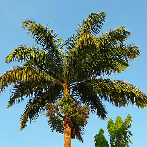 Buy Royal Bottle Palm (Roystonea regia) - Plant Online at Nursery Nisarga
