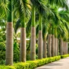 Buy Royal Bottle Palm (Roystonea regia) - Plant Online at Nursery Nisarga