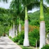 Buy Royal Bottle Palm (Roystonea regia) - Plant Online at Nursery Nisarga