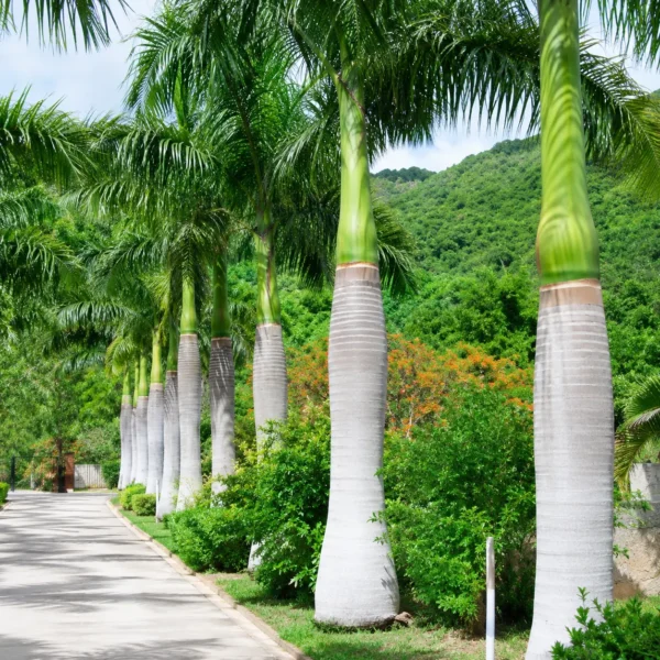 Buy Royal Bottle Palm (Roystonea regia) - Plant Online at Nursery Nisarga