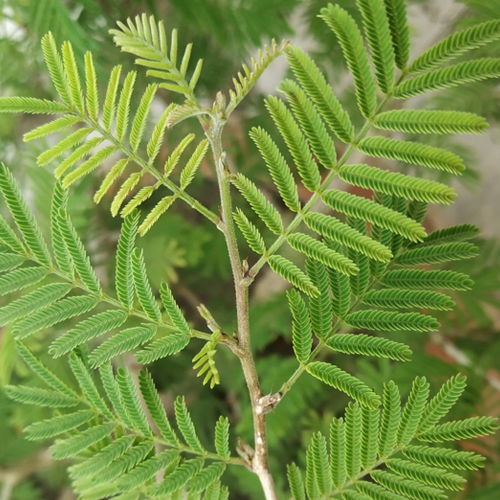 Shami Plant - Prosopis cineraria, Ghaf - worship plant