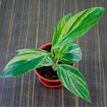 Buy Alpinia Purpurata Online At Nursery Nisarga