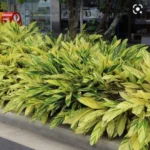 Buy Alpinia Purpurata Variegated Ginger Plant from nursery nisarga
