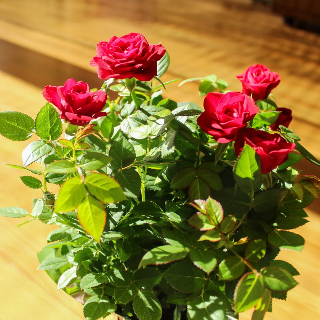 Red Rose, Laal Gulab - Plant Online at Nursery Nisarga