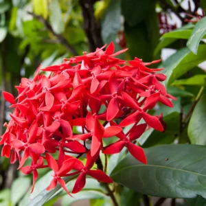 Ixora flower plant online