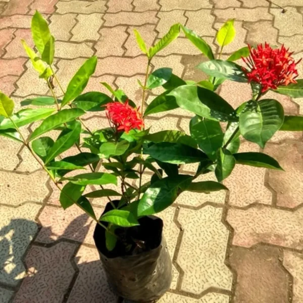 Ixora flower plant