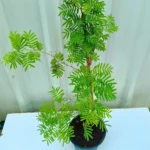 Buy Shami Patra Plant At Nursery Nisarga