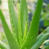 Aloe vera plant -Aloe barbadensis miller, medicinal plant online