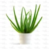 Aloe vera plant -Aloe barbadensis miller, medicinal plant online