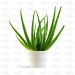 Aloe vera plant -Aloe barbadensis miller, medicinal plant online