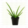 Aloe vera plant -Aloe barbadensis miller, medicinal plant online