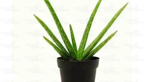 Aloe vera plant -Aloe barbadensis miller, medicinal plant online