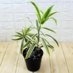 Buy Song of India - Dracaena reflexa - Plant | Nursery Nisarga