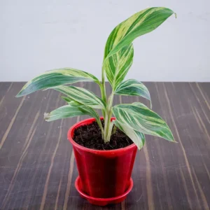 Buy Alpinia Purpurata Online At Nursery Nisarga