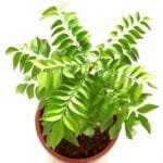 meetha neem, Curry leaves, Kadi patta ka plant online