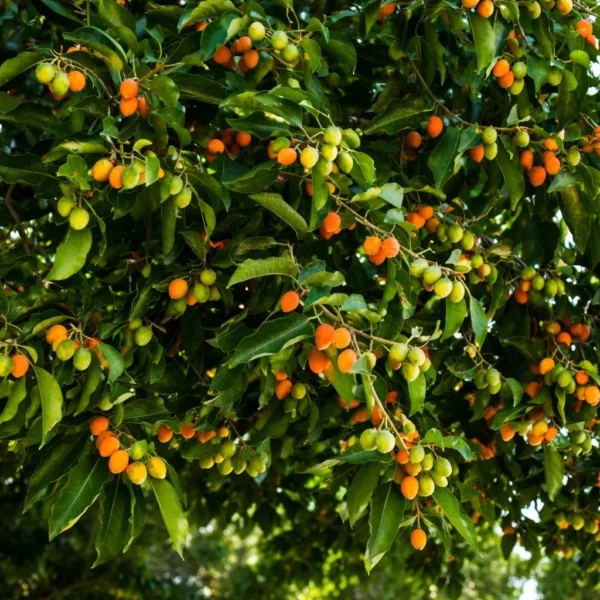Buy Morchali Plant from Nursery Nisarga