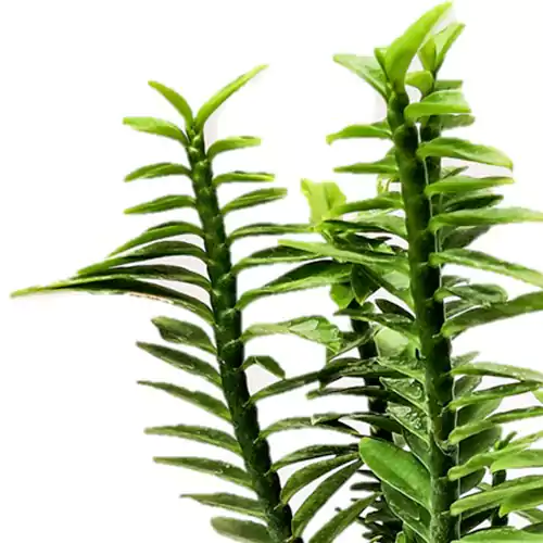 Buy Devils Backbone - Pedilanthus Tithymaloides Nanus - Succulent plant online at Nursery Nisarga