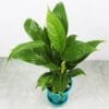 Buy Peace Lily, Spathiphyllum - Nursery Nisarga