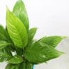 Buy Peace Lily, Spathiphyllum - Nursery Nisarga