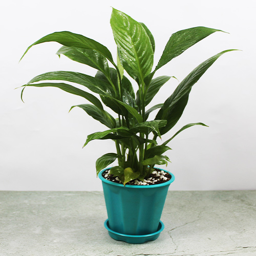 Buy Peace Lily, Spathiphyllum - Nursery Nisarga