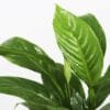 Buy Peace Lily, Spathiphyllum - Nursery Nisarga