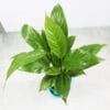 Buy Peace Lily, Spathiphyllum - Nursery Nisarga