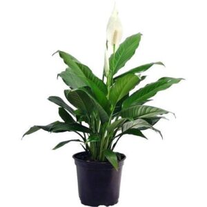 Buy Peace lily plant online