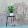 Buy Peace lily plant online