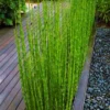 Buy water bamboo plant at Nursery Nisarga