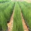 Buy Water Bamboo, Equisetum - Plant from Nursery Nisarga