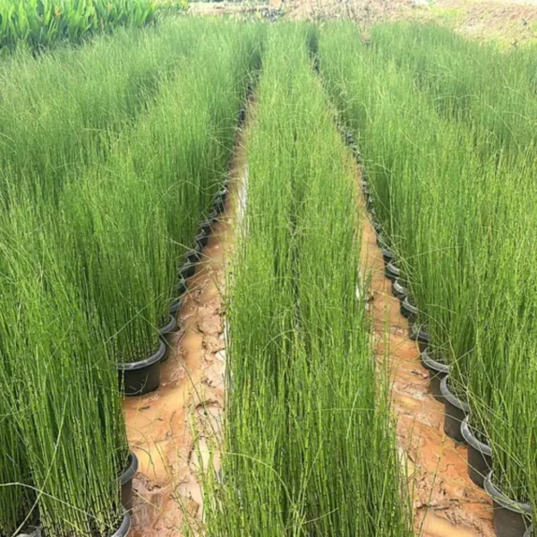 Buy Water Bamboo, Equisetum - Plant from Nursery Nisarga