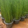 Buy Water Bamboo, Equisetum - Plant from Nursery Nisarga