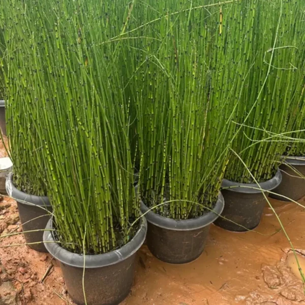 Buy Water Bamboo, Equisetum - Plant from Nursery Nisarga