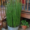Buy Water Bamboo, Equisetum - Plant from Nursery Nisarga