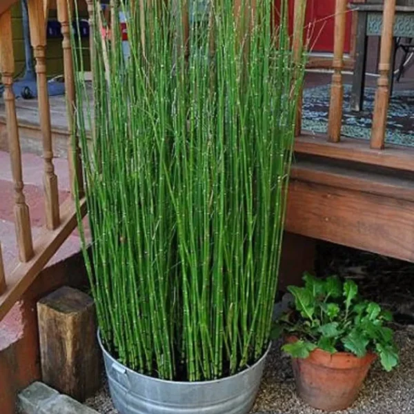 Buy Water Bamboo, Equisetum - Plant from Nursery Nisarga